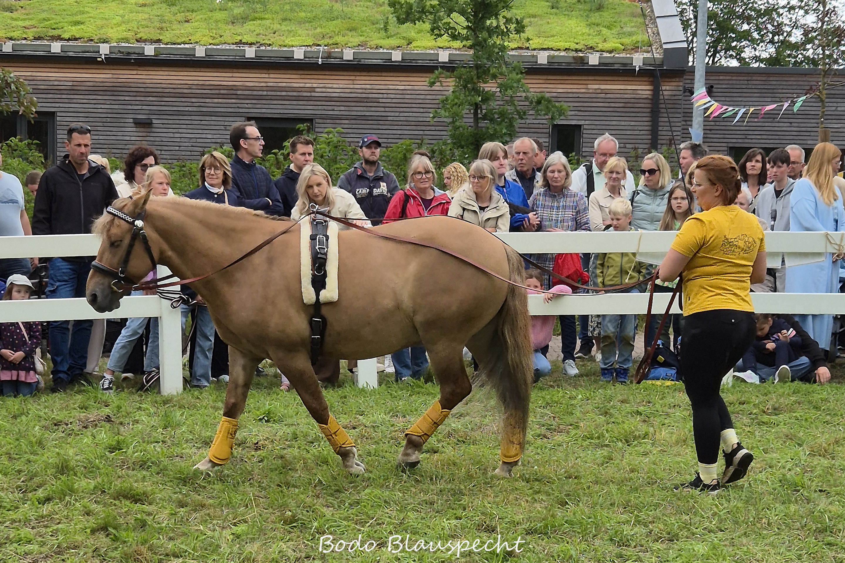 Konik   Samson  Steveraue 2026.06.07 15.42 02 WEB